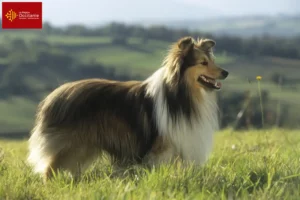 Read more about the article Sheltie breeders and puppies in Occitania