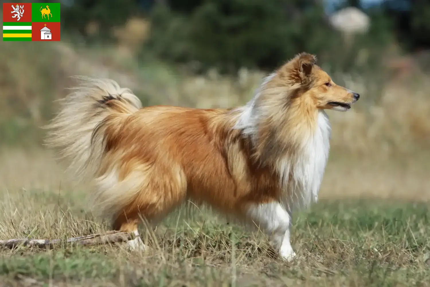 Read more about the article Sheltie breeders and puppies in Pilsen