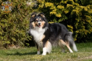 Read more about the article Sheltie breeders and puppies in Prague