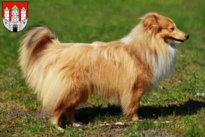 Read more about the article Sheltie breeders and puppies in Salzburg