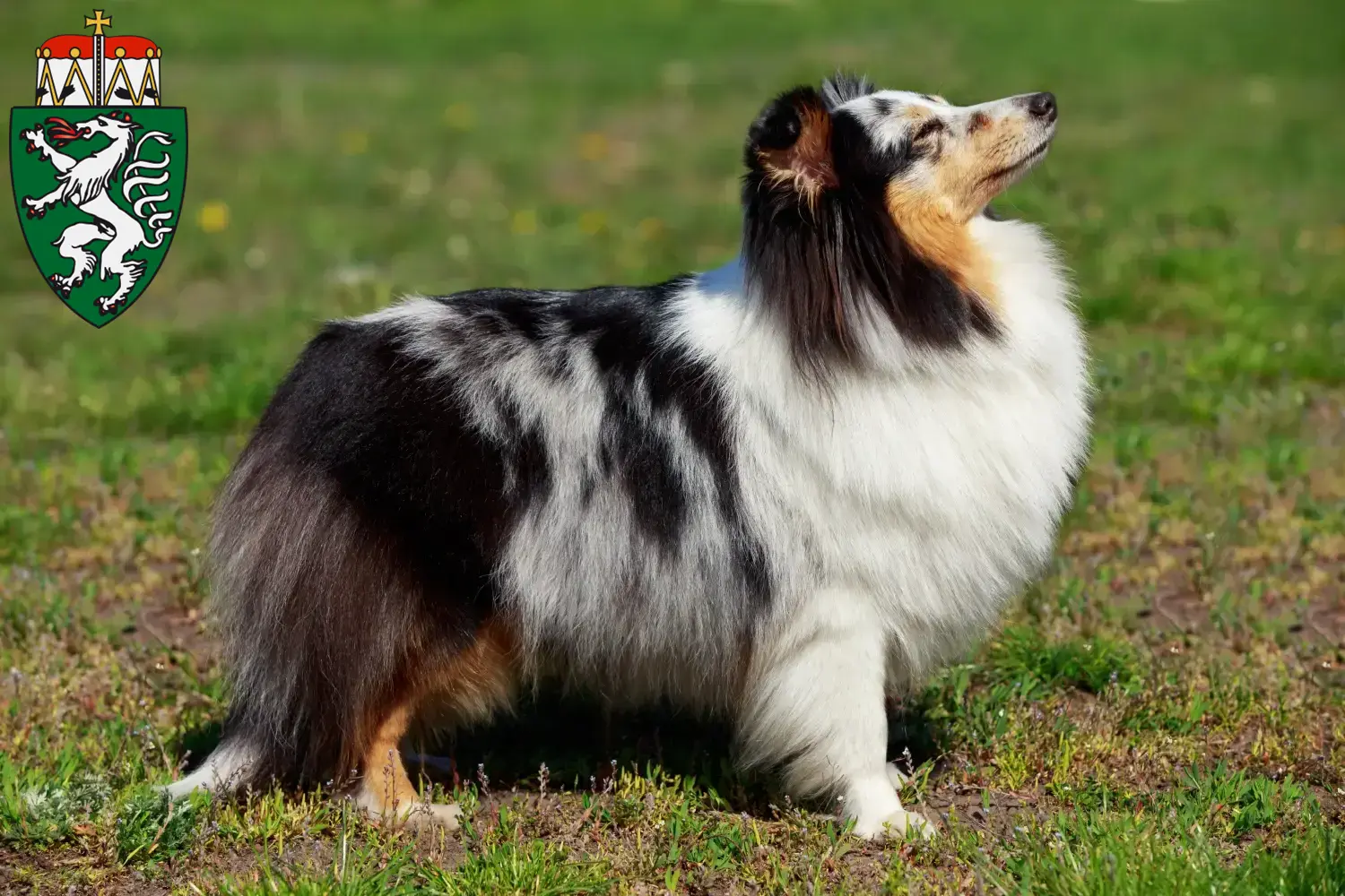 Sheltie puppies and breeders Styria Here you can find Shelties breeders in Styria.
