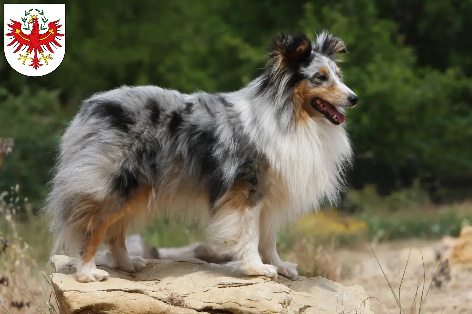 Sheltie puppies and breeders Tirol Here you can find Shelties breeders in Tyrol.