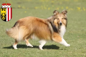 Read more about the article Sheltie breeders and puppies in Upper Austria