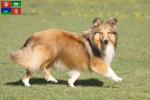 Read more about the article Sheltie breeders and puppies in Ústí