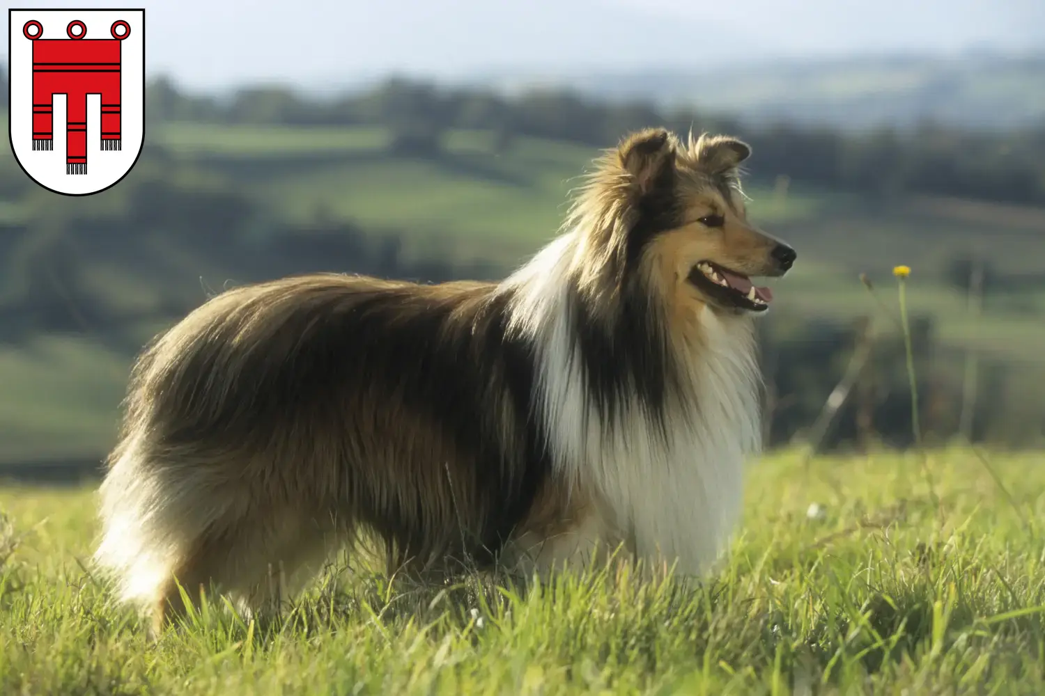 Read more about the article Sheltie breeders and puppies in Vorarlberg