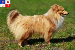Read more about the article Sheltie breeders and puppies in Vysočina