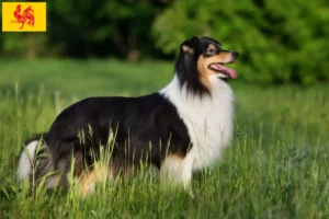 Read more about the article Sheltie breeders and puppies in Walloon Region