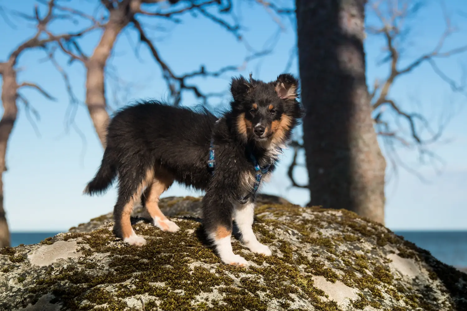 Buying a Sheltie puppy means taking responsibility! Buy Sheltie puppies.