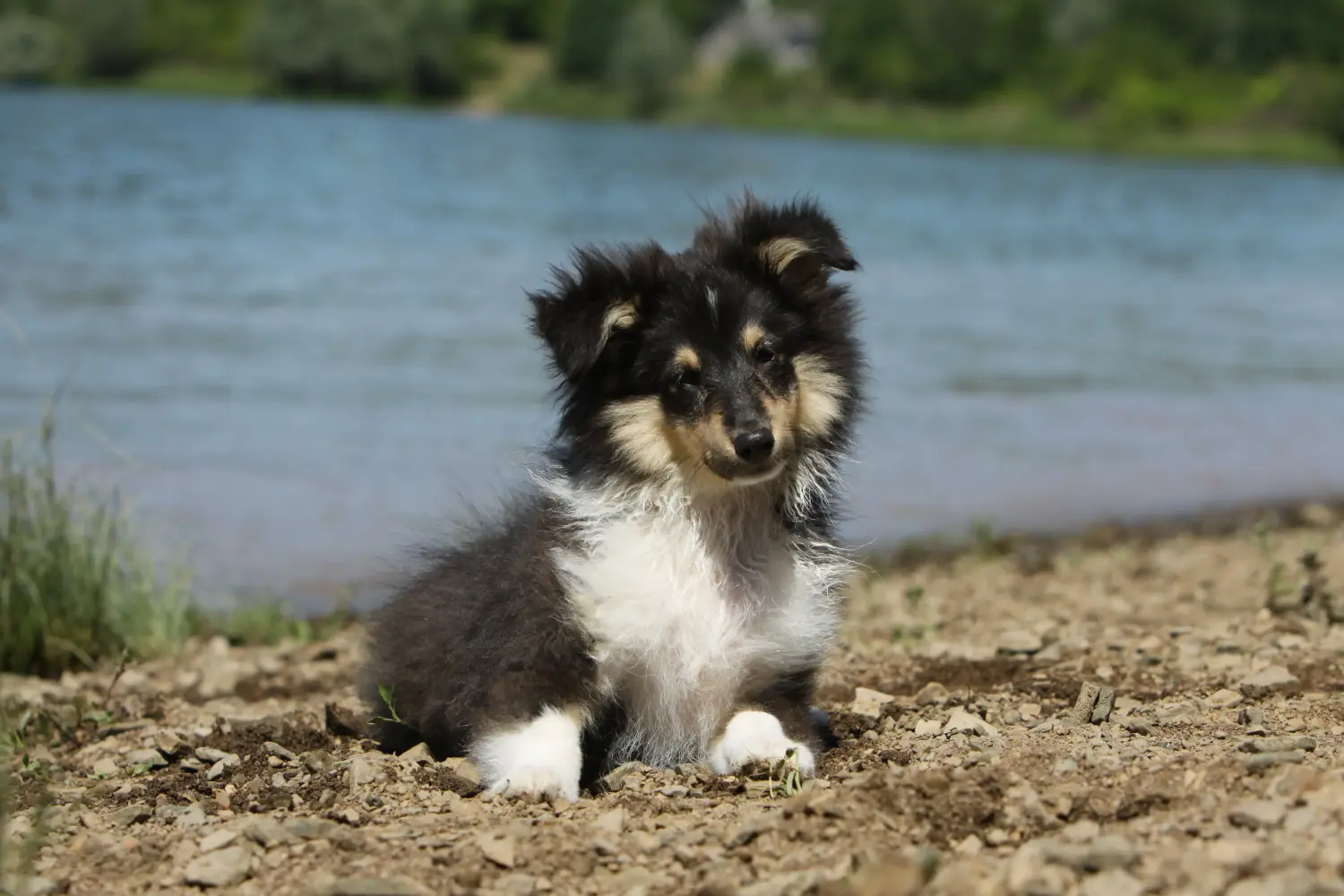 Buying a Sheltie puppy means taking responsibility! Buy Sheltie puppies.
