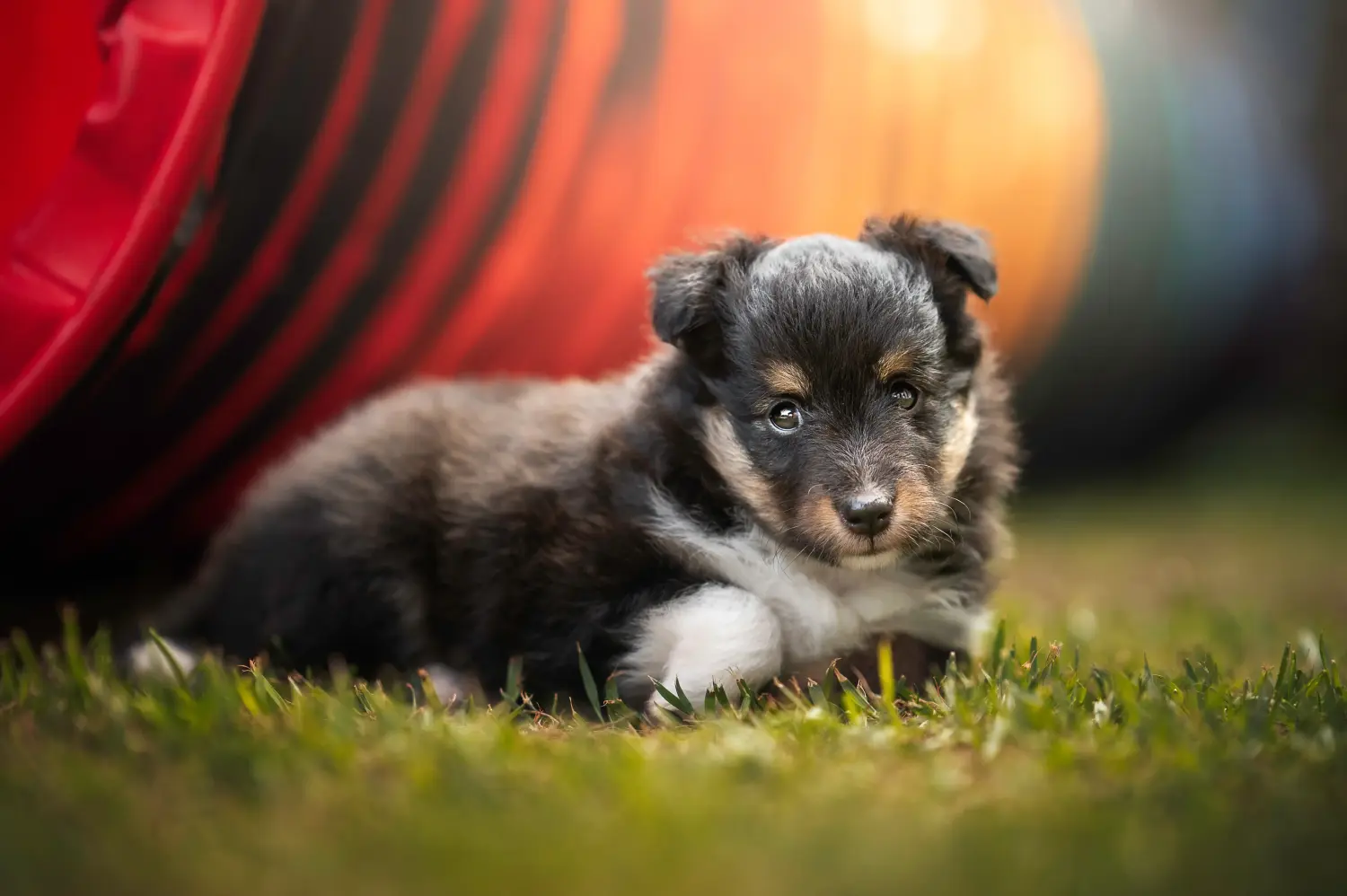 Buying a Sheltie puppy means taking responsibility! Buy Sheltie puppies.