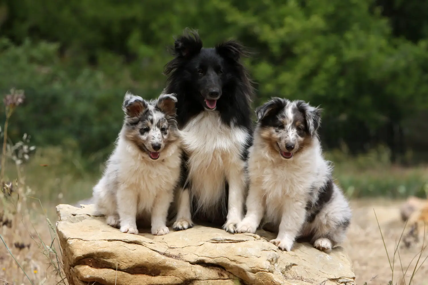 Buying a Sheltie puppy means taking responsibility! Buy Sheltie puppies.