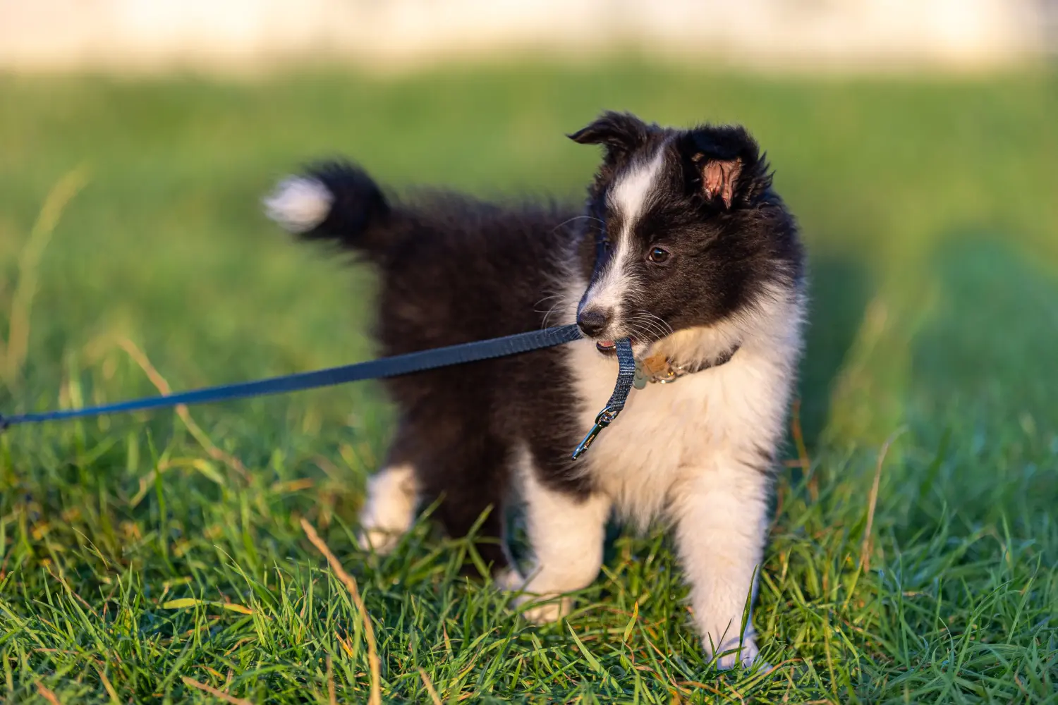 Buying a Sheltie puppy means taking responsibility! Buy Sheltie puppies.