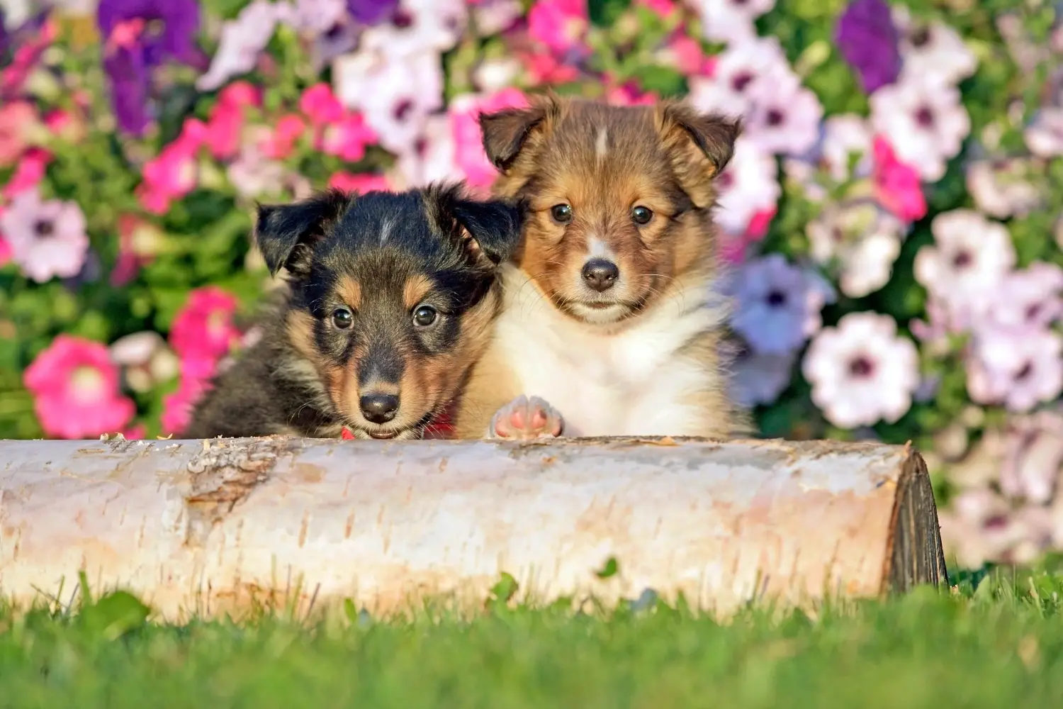 Buying a Sheltie puppy means taking responsibility! Buy Sheltie puppies.