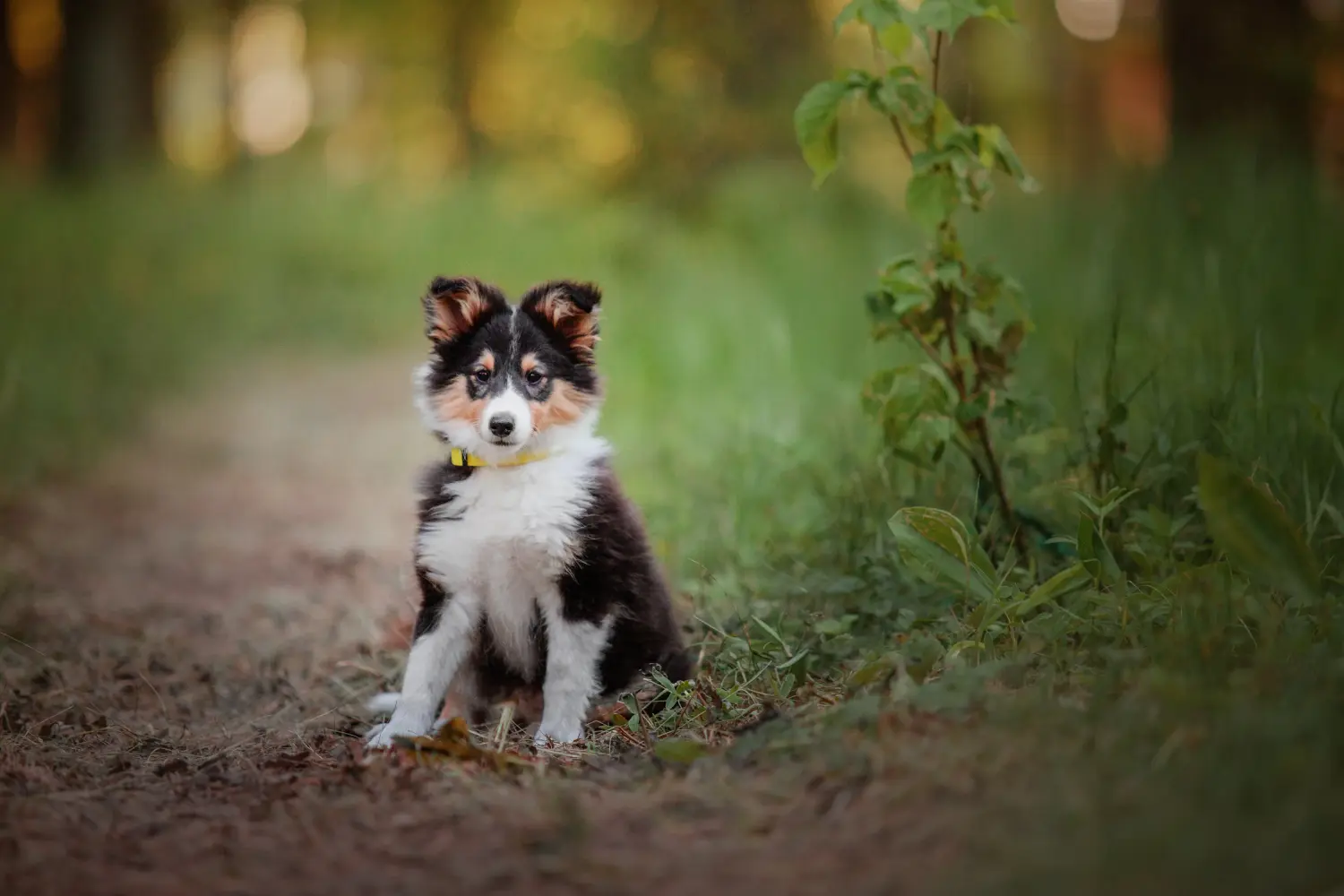 Buying a Sheltie puppy means taking responsibility! Buy Sheltie puppies.