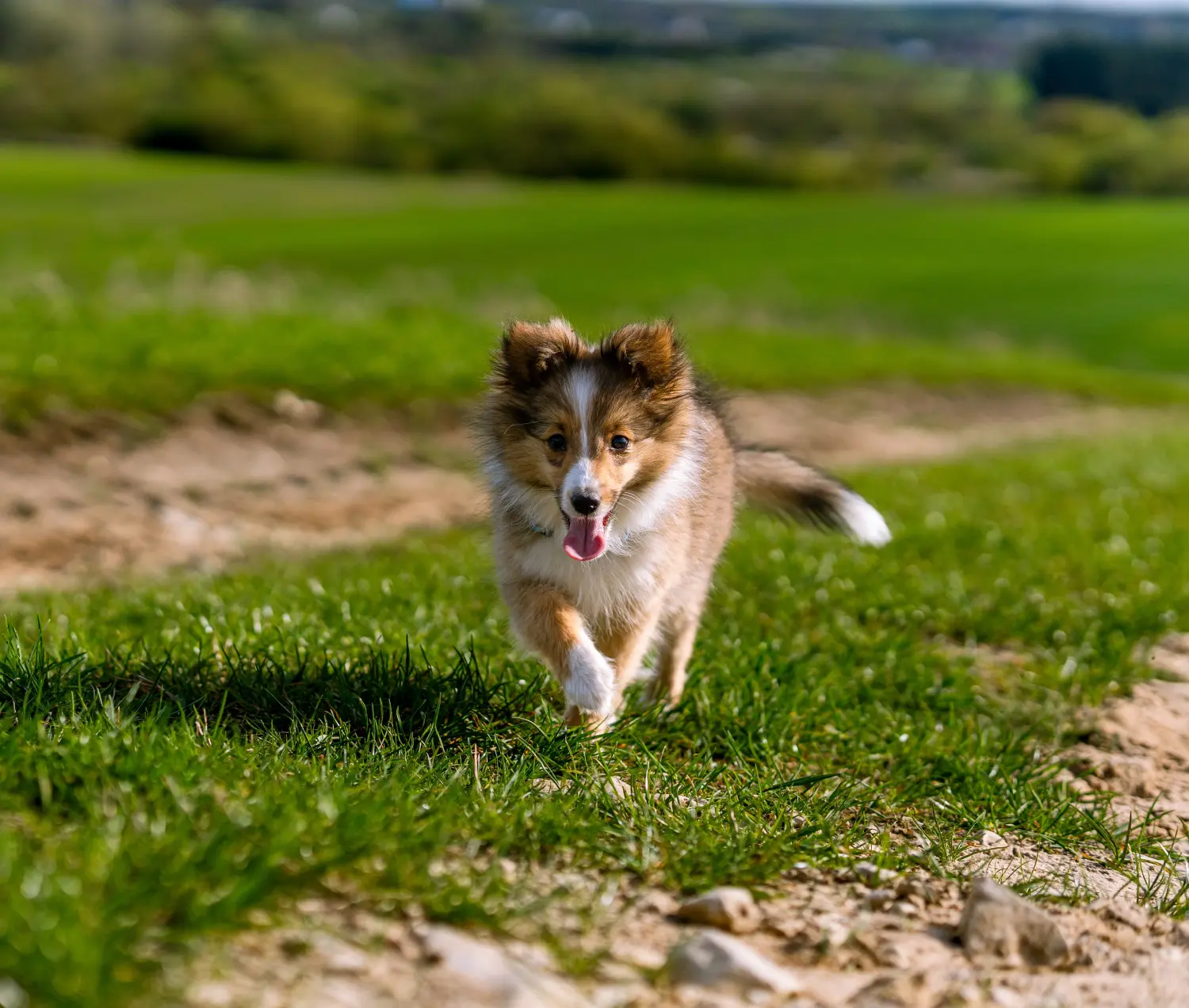 Buying a Sheltie puppy means taking responsibility! Buy Sheltie puppies.