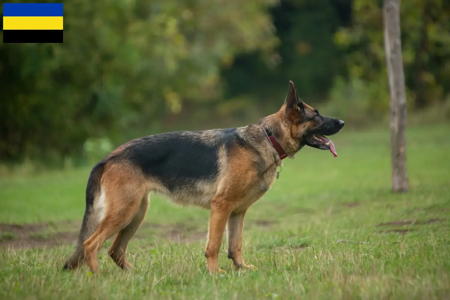 Sheepdog puppies and breeders Gelderland Here you can find sheepdog breeders in Gelderland.
