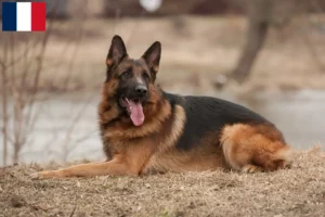 Read more about the article Sheepdog breeders and puppies in Guadeloupe