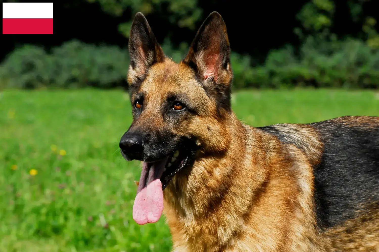 Sheepdog puppies and breeders Poland Here you can find German Shepherd Dog breeders in Poland.