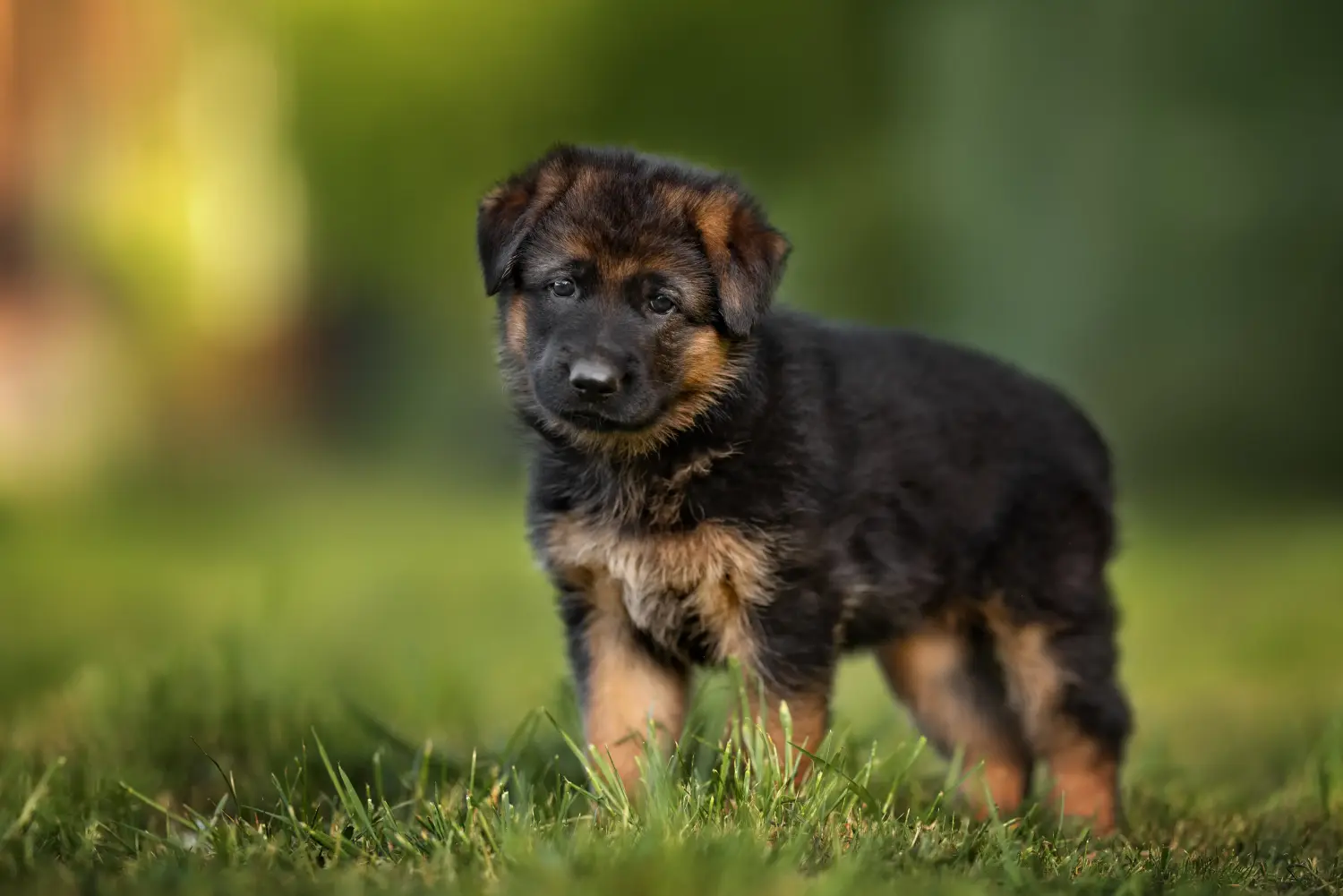 Buying a German shepherd puppy means taking responsibility! Buy German shepherd puppies.