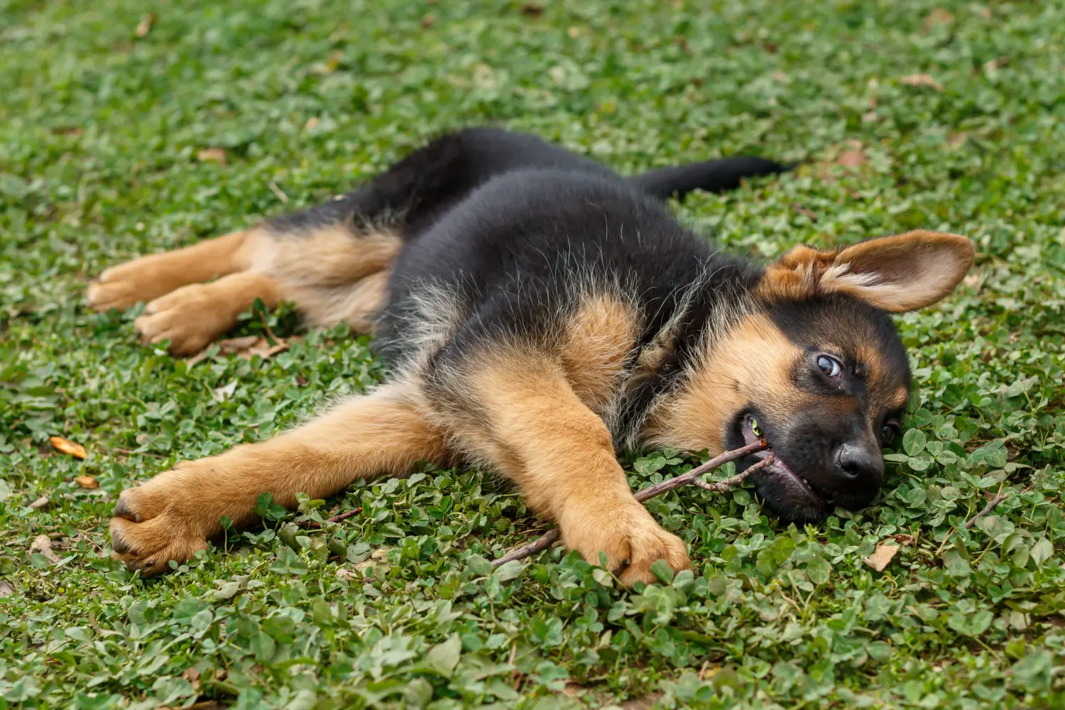Buying a German shepherd puppy means taking responsibility! Buy German shepherd puppies.