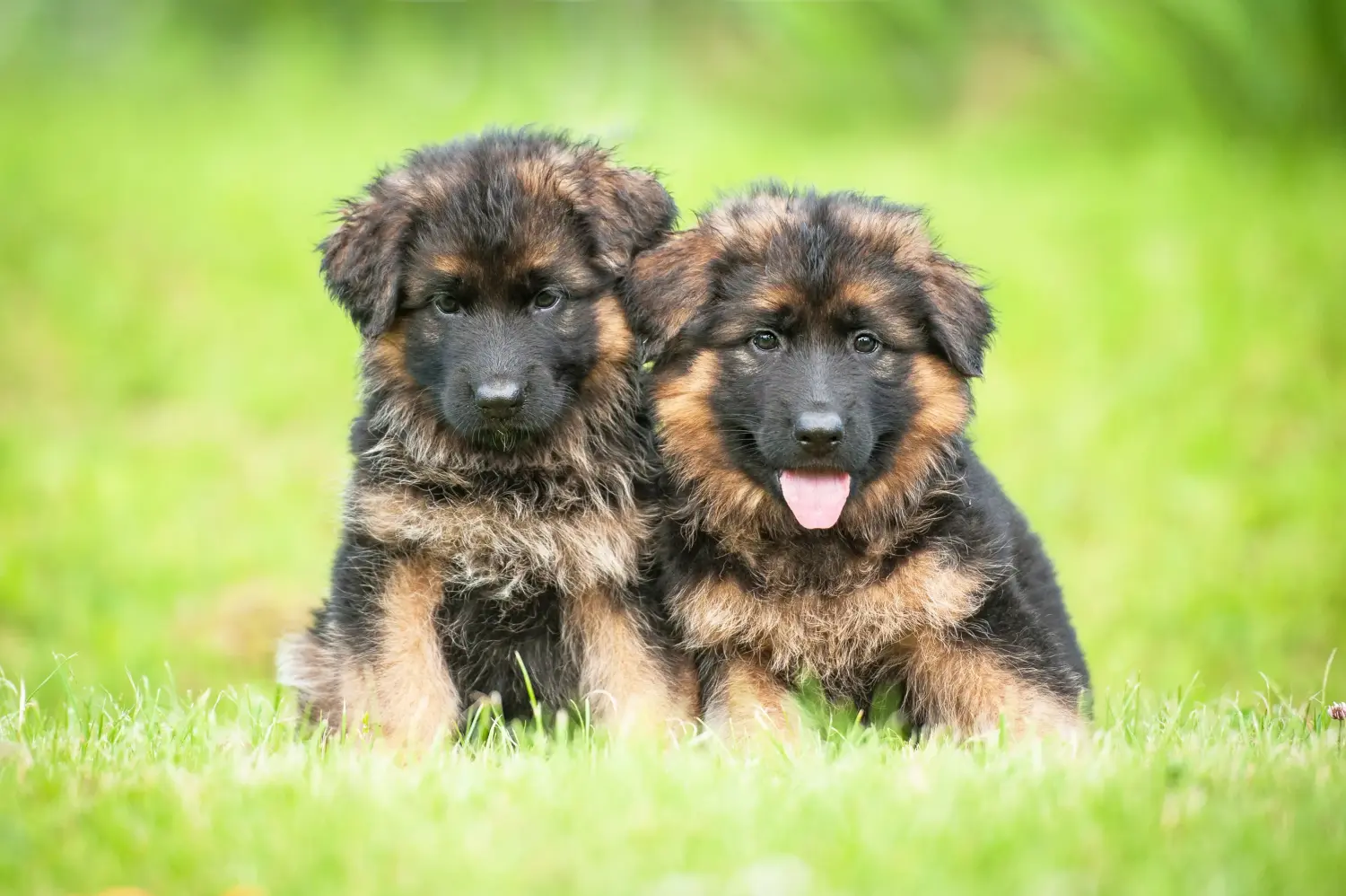 Buying a German shepherd puppy means taking responsibility! Buy German shepherd puppies.