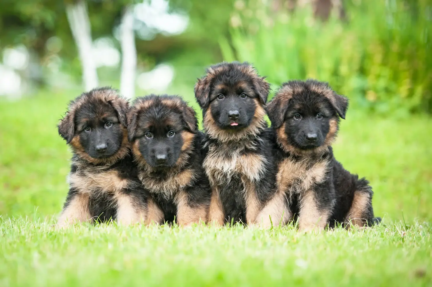 Buying a German shepherd puppy means taking responsibility! Buy German shepherd puppies.