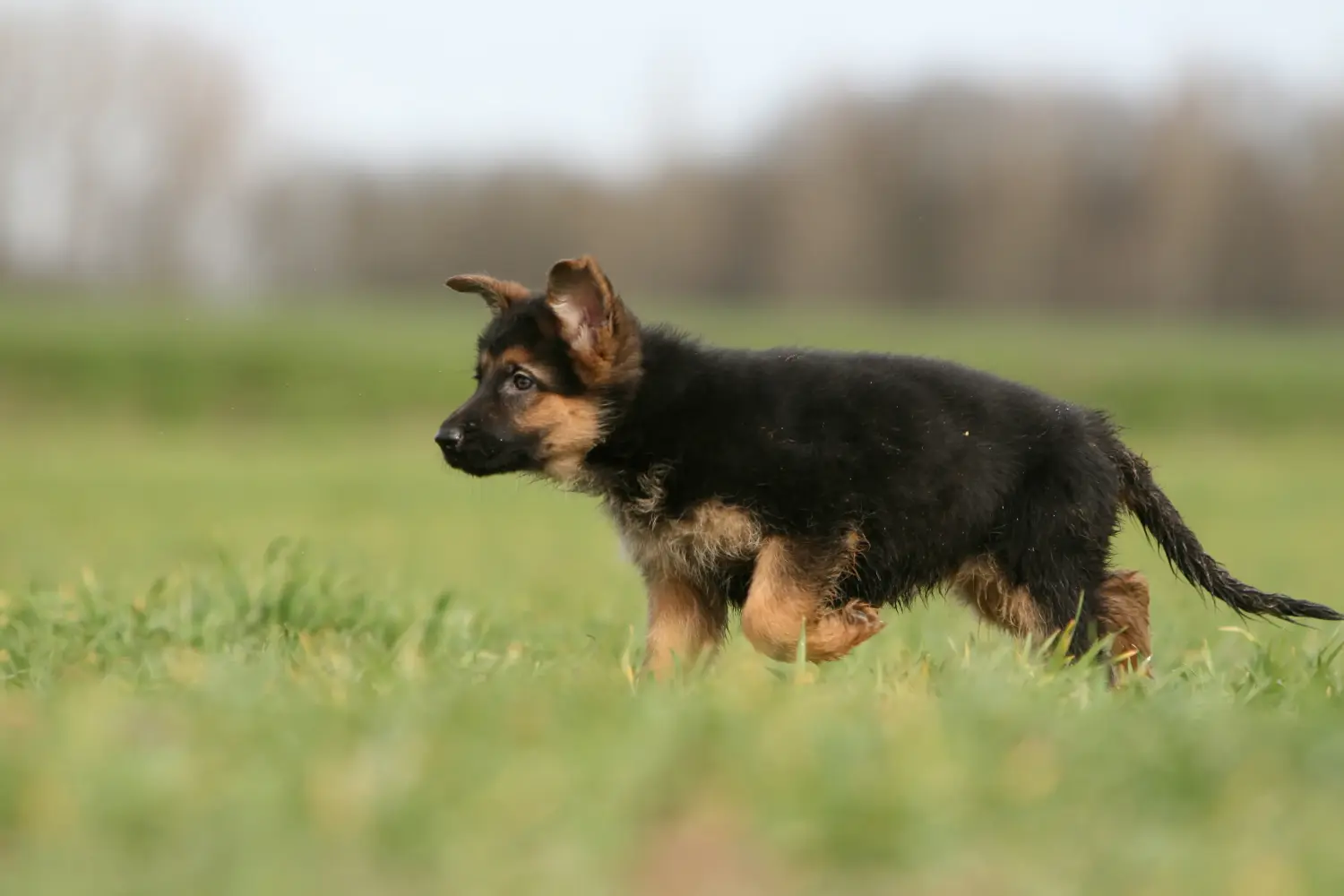 Buying a German shepherd puppy means taking responsibility! Buy German shepherd puppies.