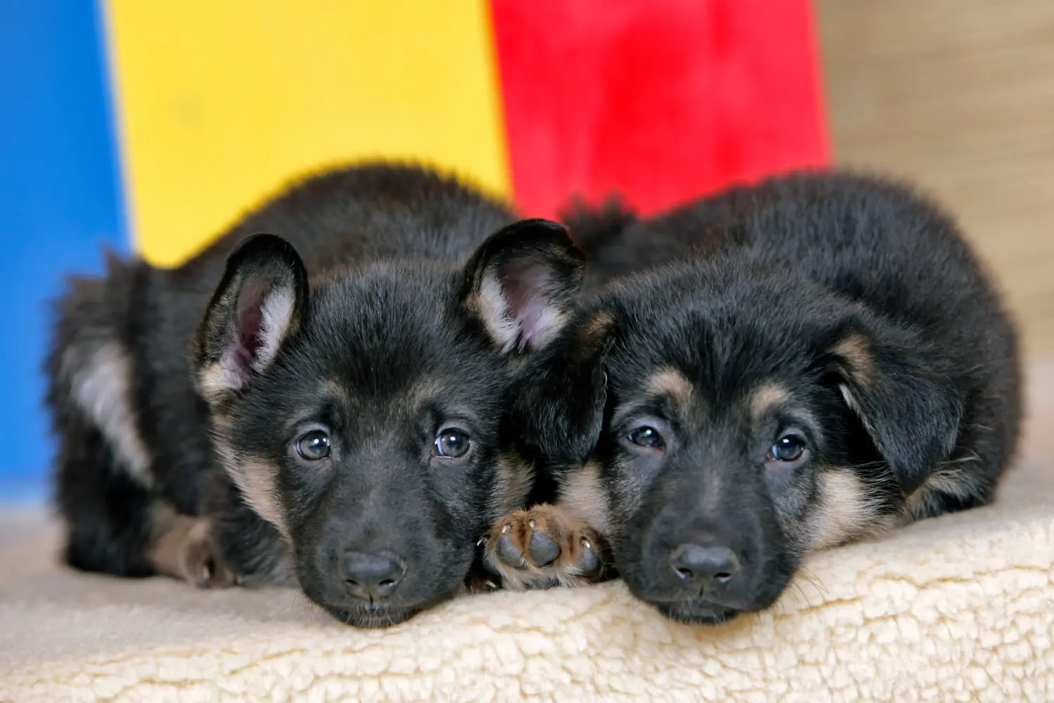 Buying a German shepherd puppy means taking responsibility! Buy German shepherd puppies.