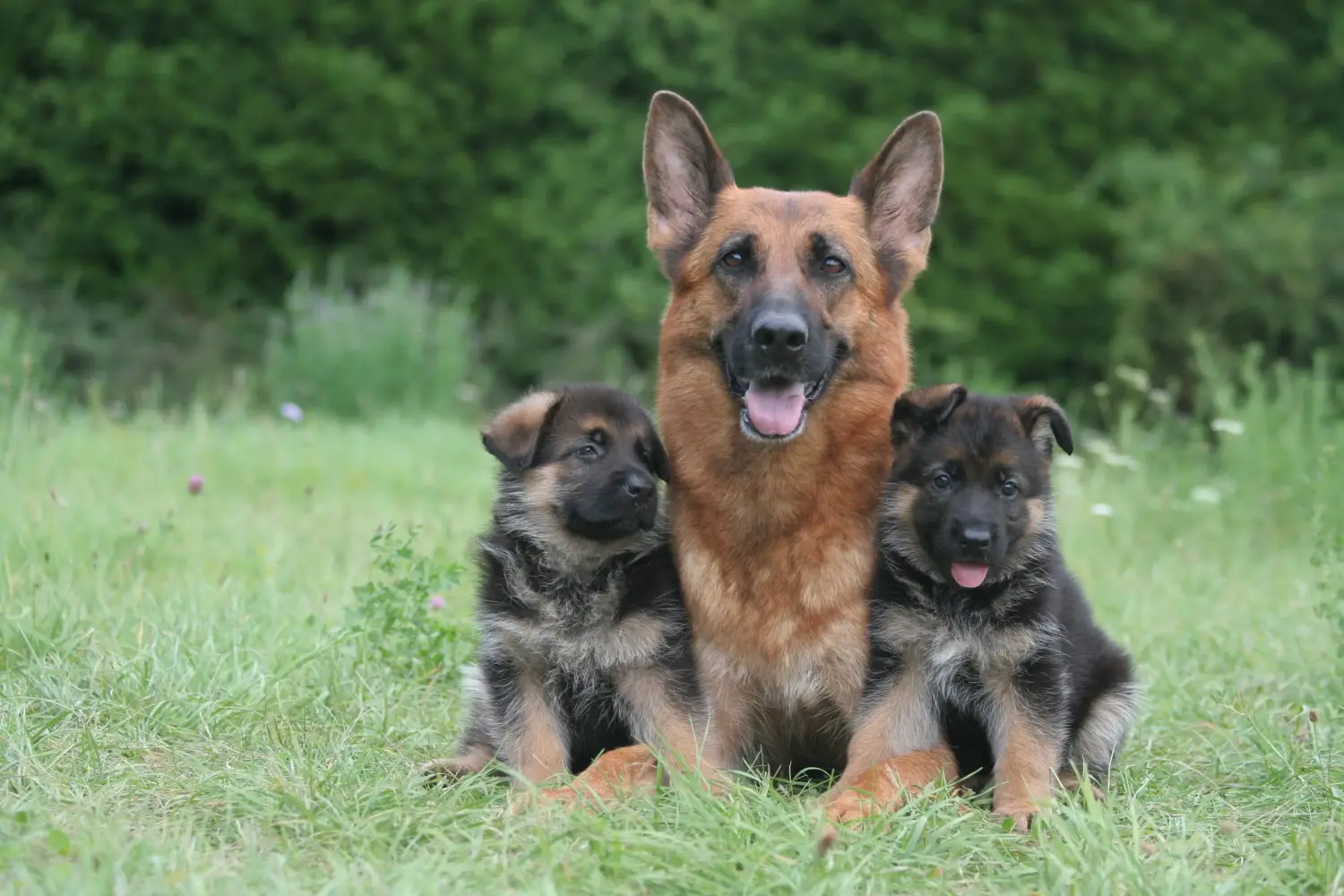 Buying a German shepherd puppy means taking responsibility! Buy German shepherd puppies.