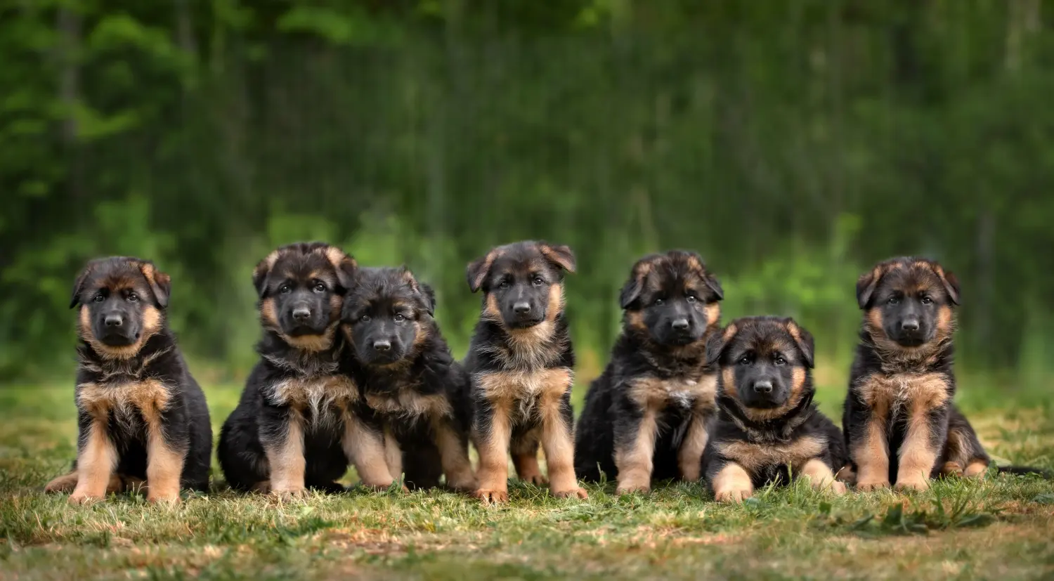 Buying a German shepherd puppy means taking responsibility! Buy German shepherd puppies.