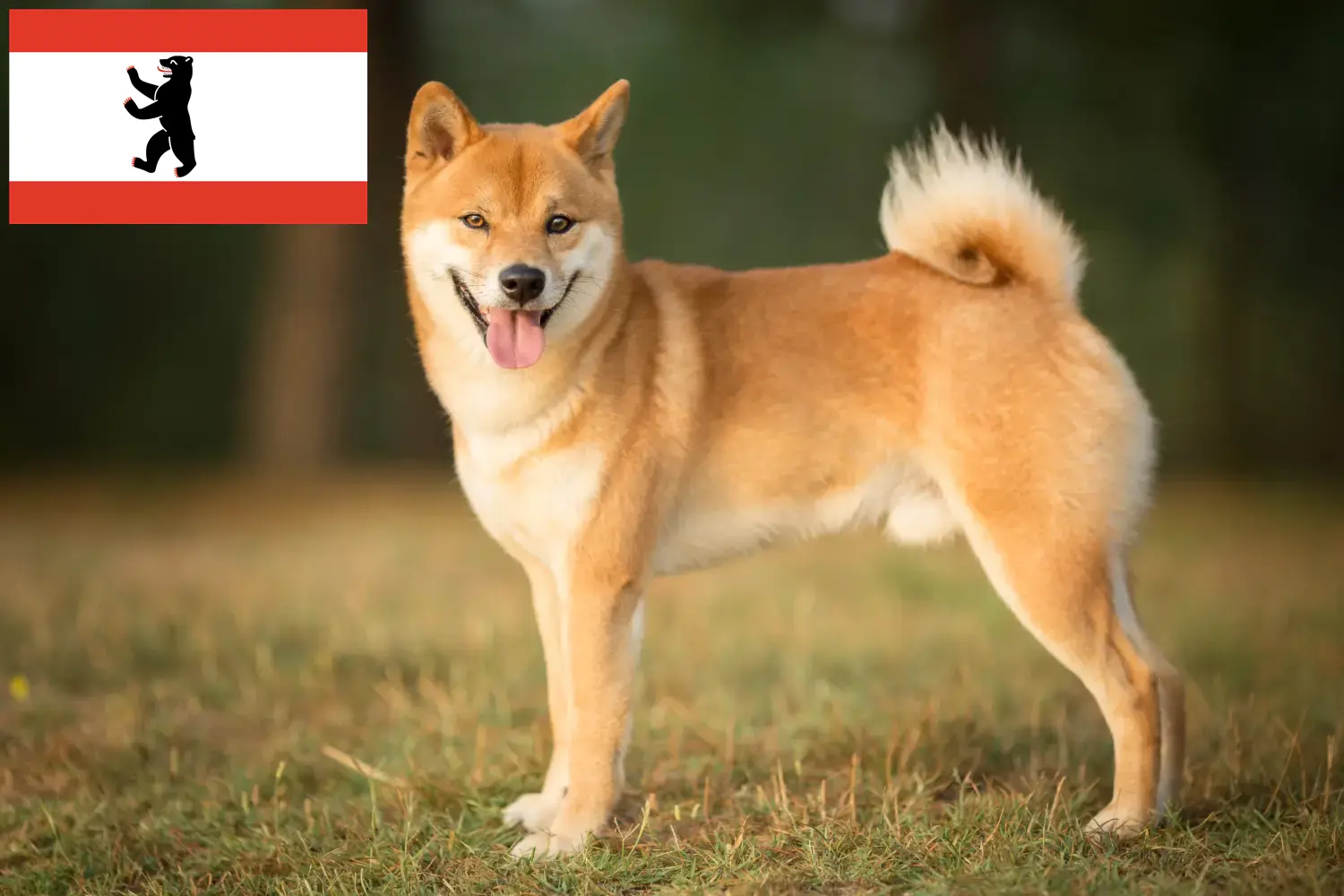 Shiba puppies and breeders Berlin Here you can find Shibas breeders in Berlin.