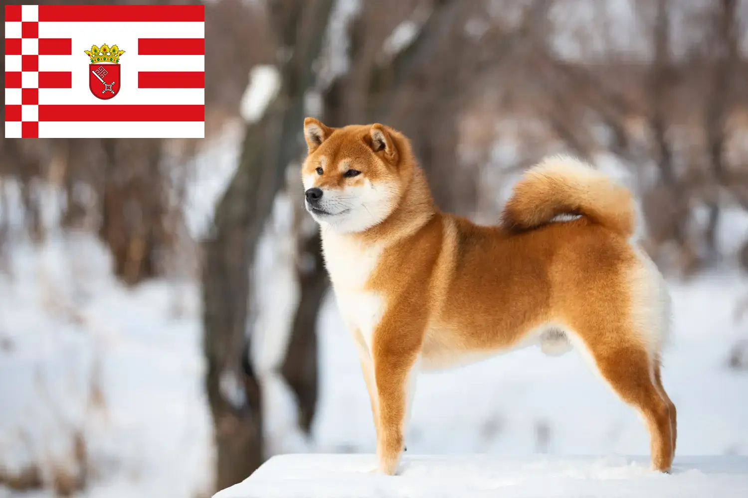 Shiba puppies and breeders Bremen Here you can find Shibas breeders in Bremen.