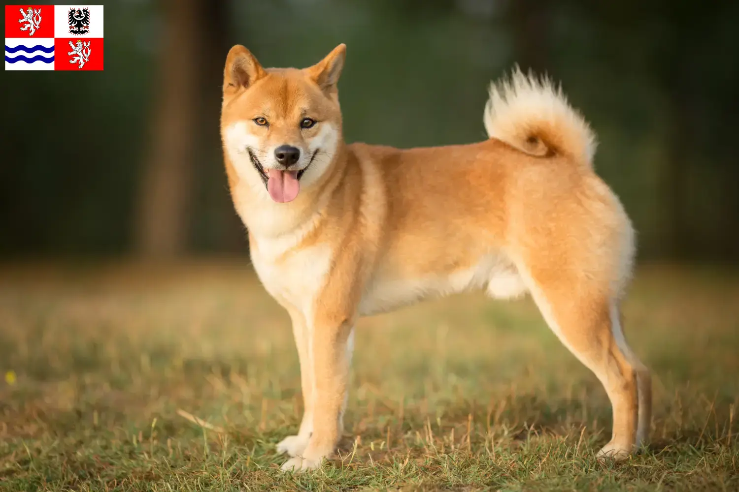 Shiba puppies and breeder Central Bohemia Here you can find Shibas breeders in Central Bohemia.