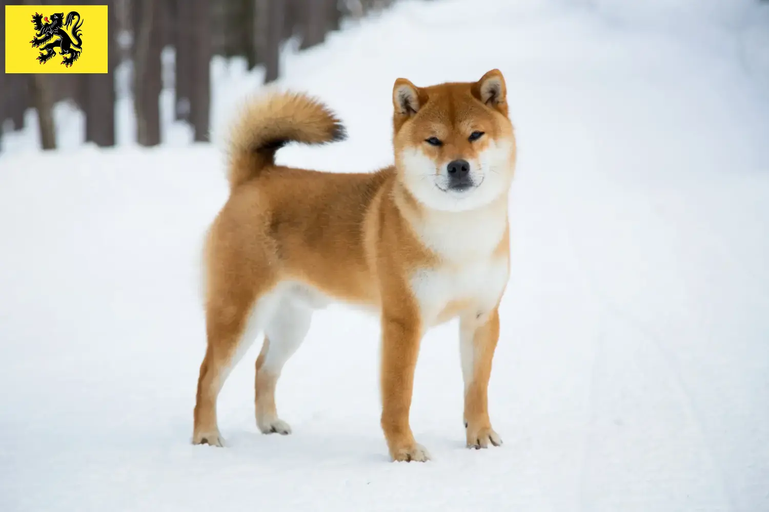 Shiba puppies and breeders Flanders Here you can find Shiba breeders in Flanders.
