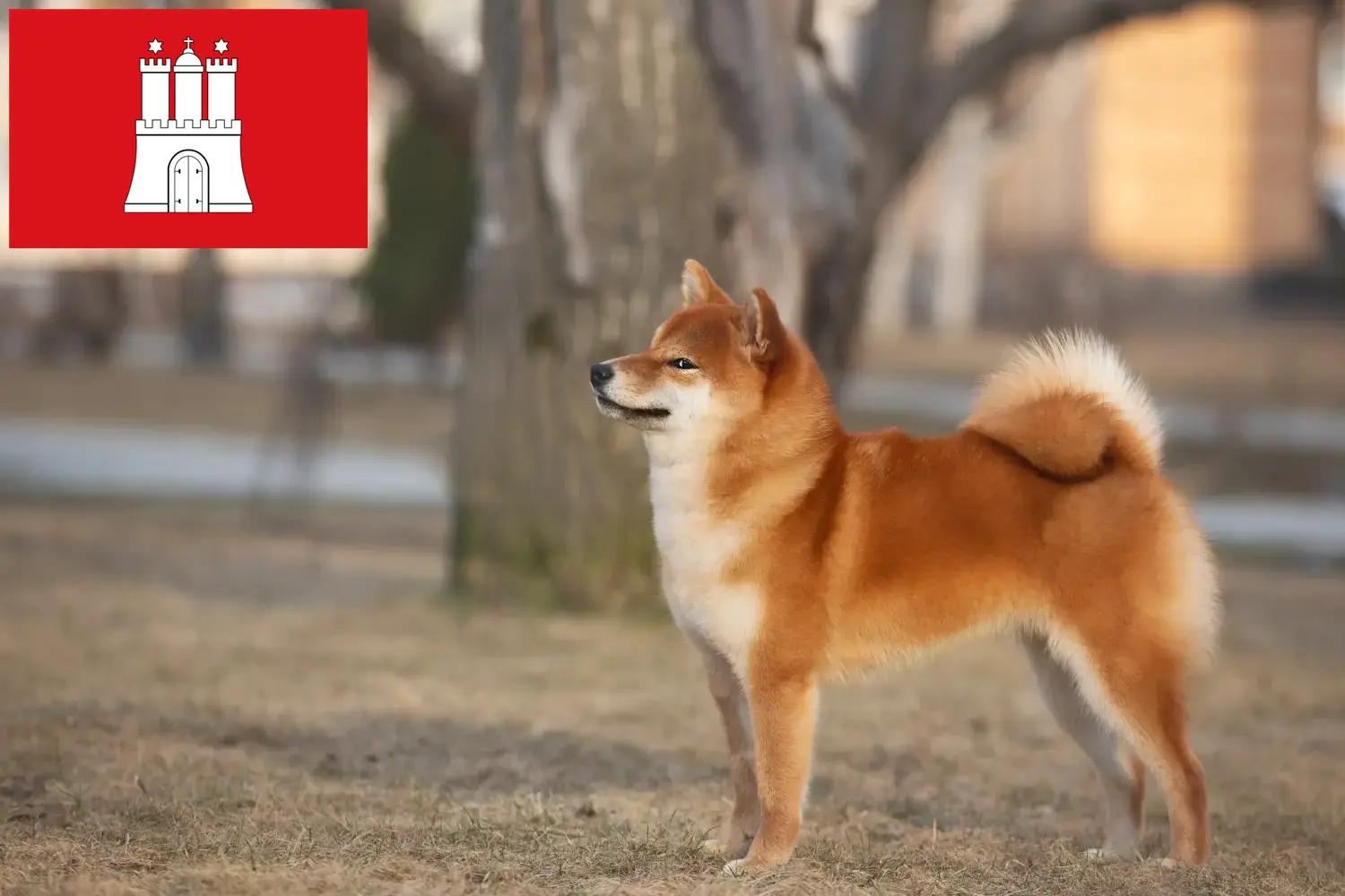 Shiba puppies and breeders Hamburg Here you can find Shibas breeders in Hamburg.
