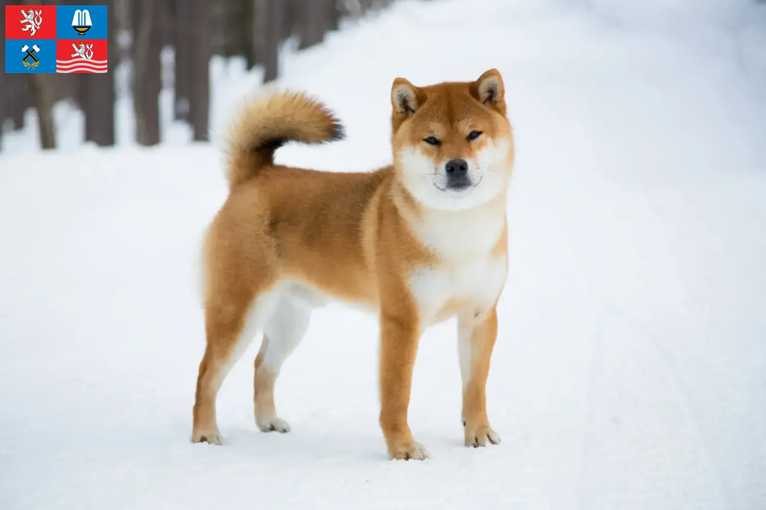 Shiba puppies and breeder Karlsbad Here you can find Shibas breeders in Karlsbad.