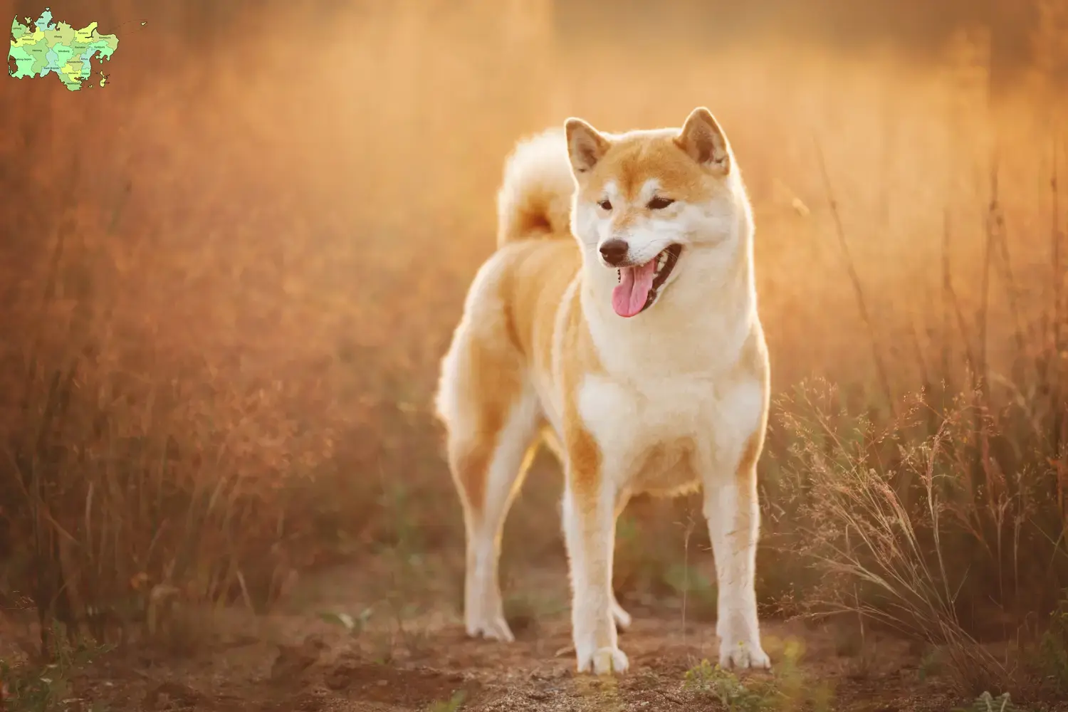 Shiba puppies and breeder Midtjylland Here you can find Shibas breeders in Midtjylland.