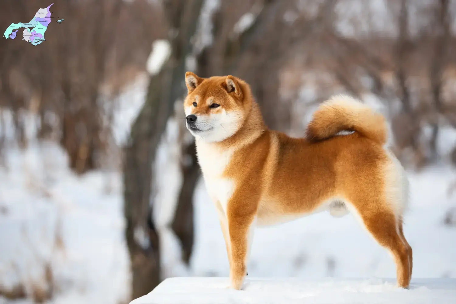 Shiba puppies and breeders Nordjylland Here you can find Shibas breeders in Nordjylland.