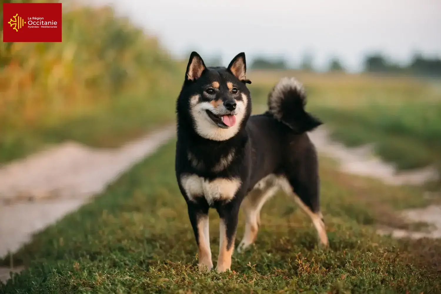 Shiba puppies and breeders Occitania Here you can find Shiba breeders in Occitania.