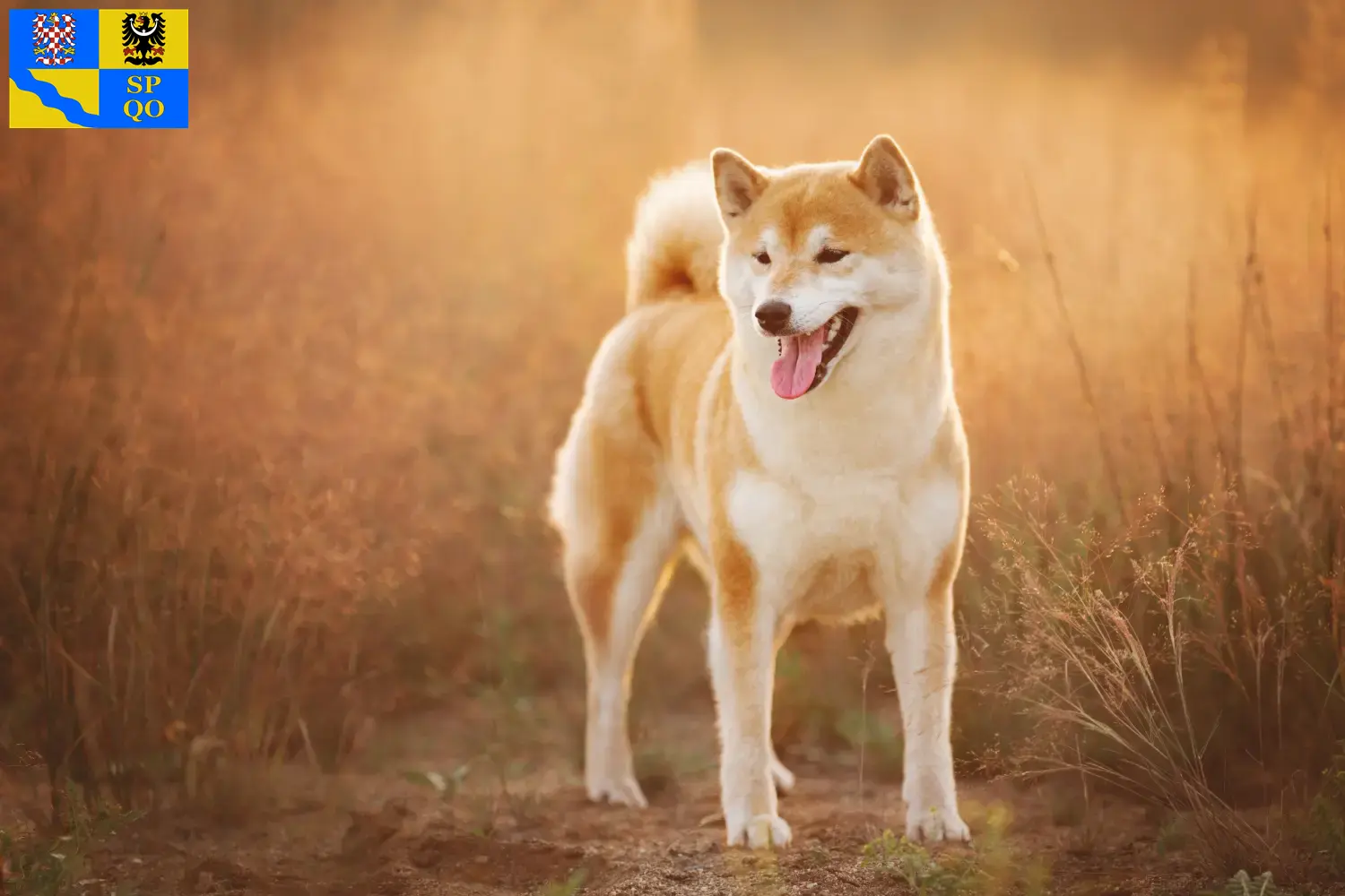 Shiba puppies and breeder Olomouc Here you can find Shiba breeders in Olomouc.