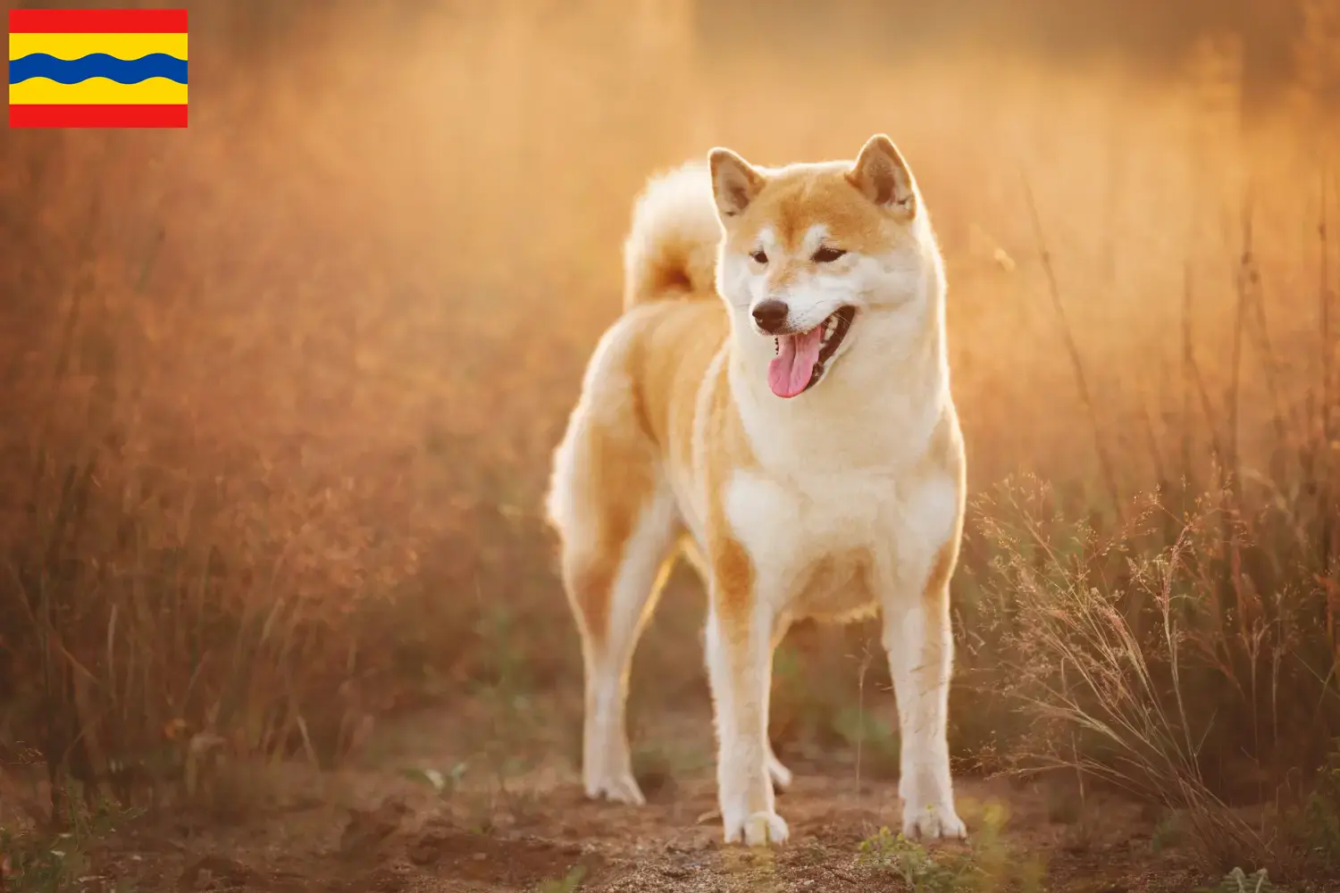 Read more about the article Shiba breeders and puppies in Overijssel