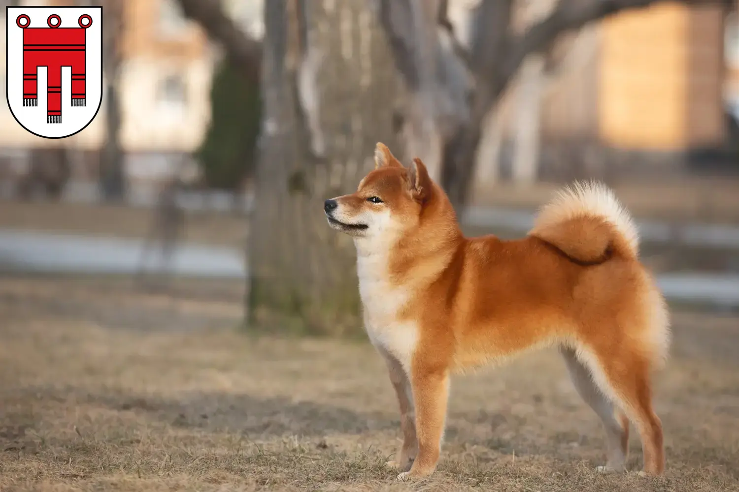 Shiba puppies and breeders Vorarlberg Here you can find Shibas breeders in Vorarlberg.