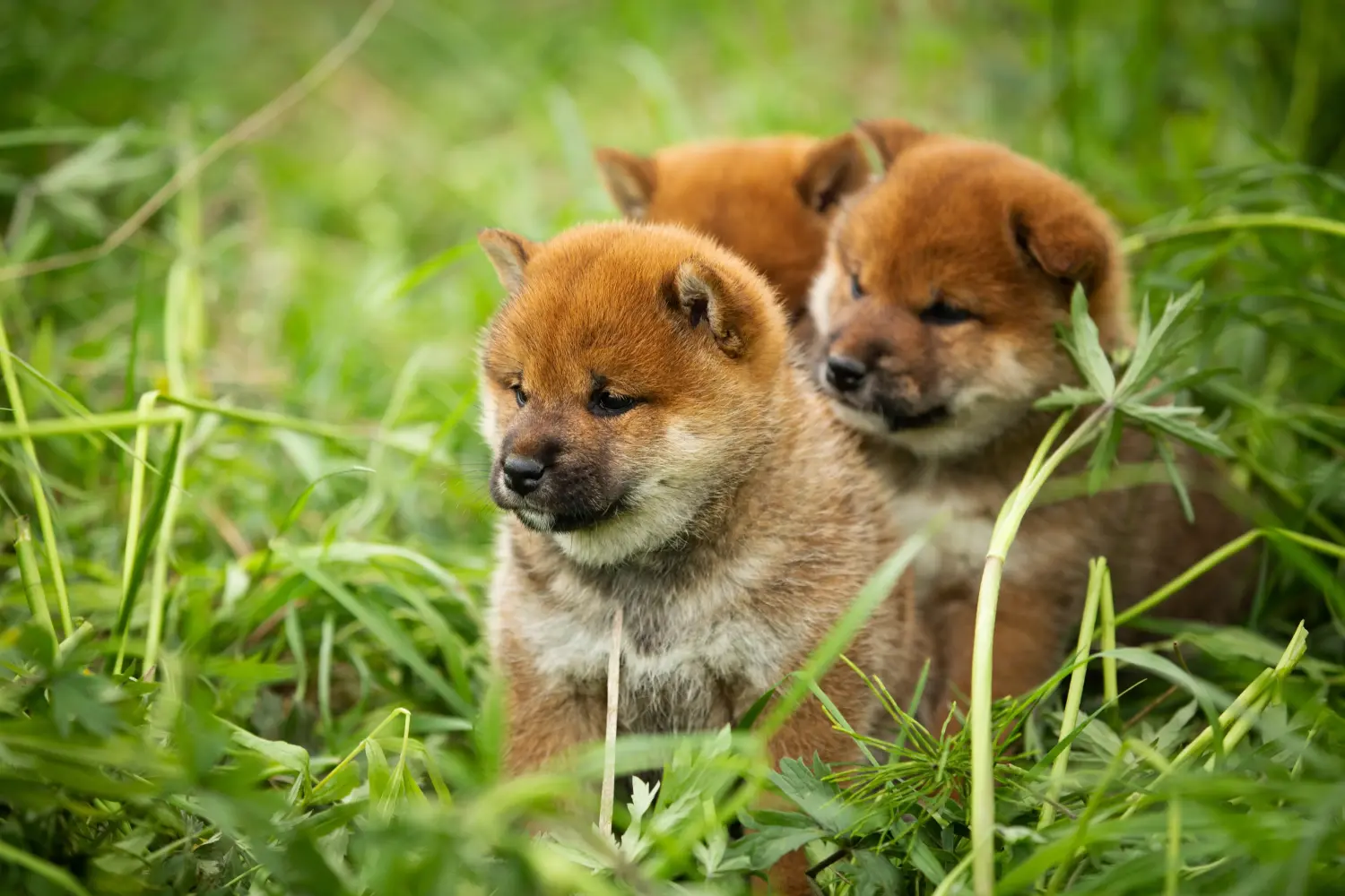 Buying a Shiba puppy means taking responsibility! Buy Shiba puppies.