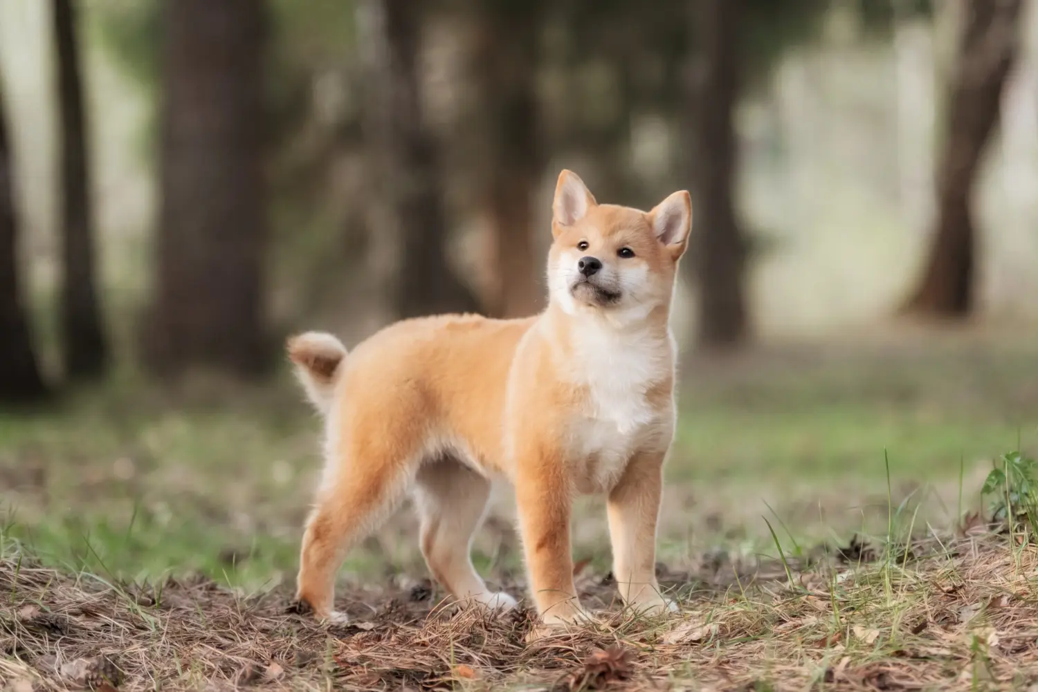 Buying a Shiba puppy means taking responsibility! Buy Shiba puppies.