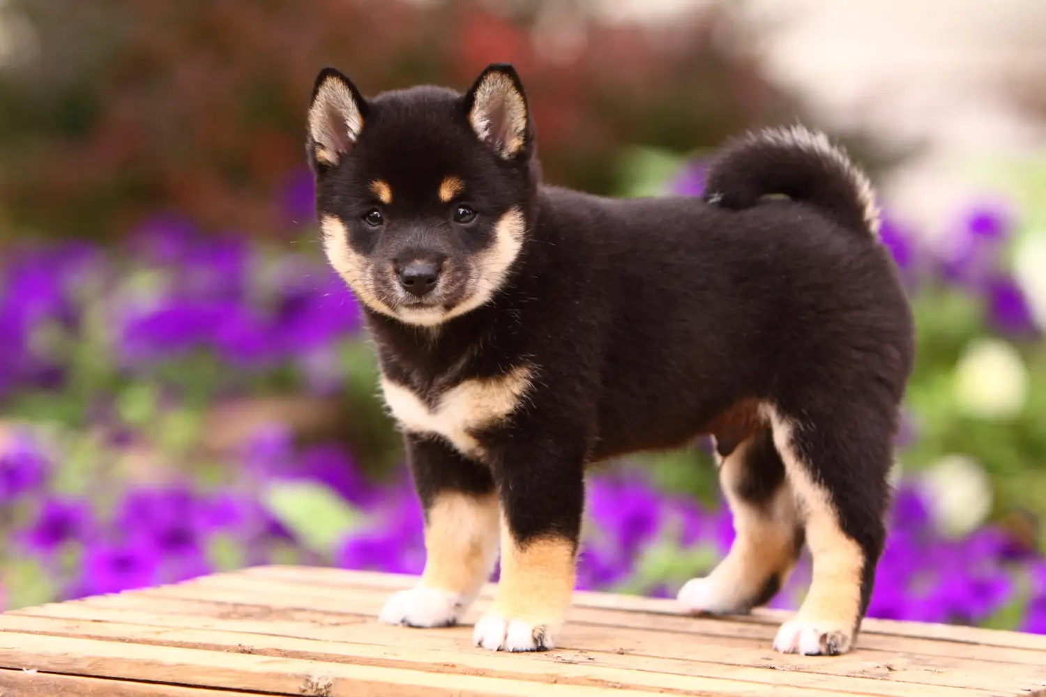 Buying a Shiba puppy means taking responsibility! Buy Shiba puppies.