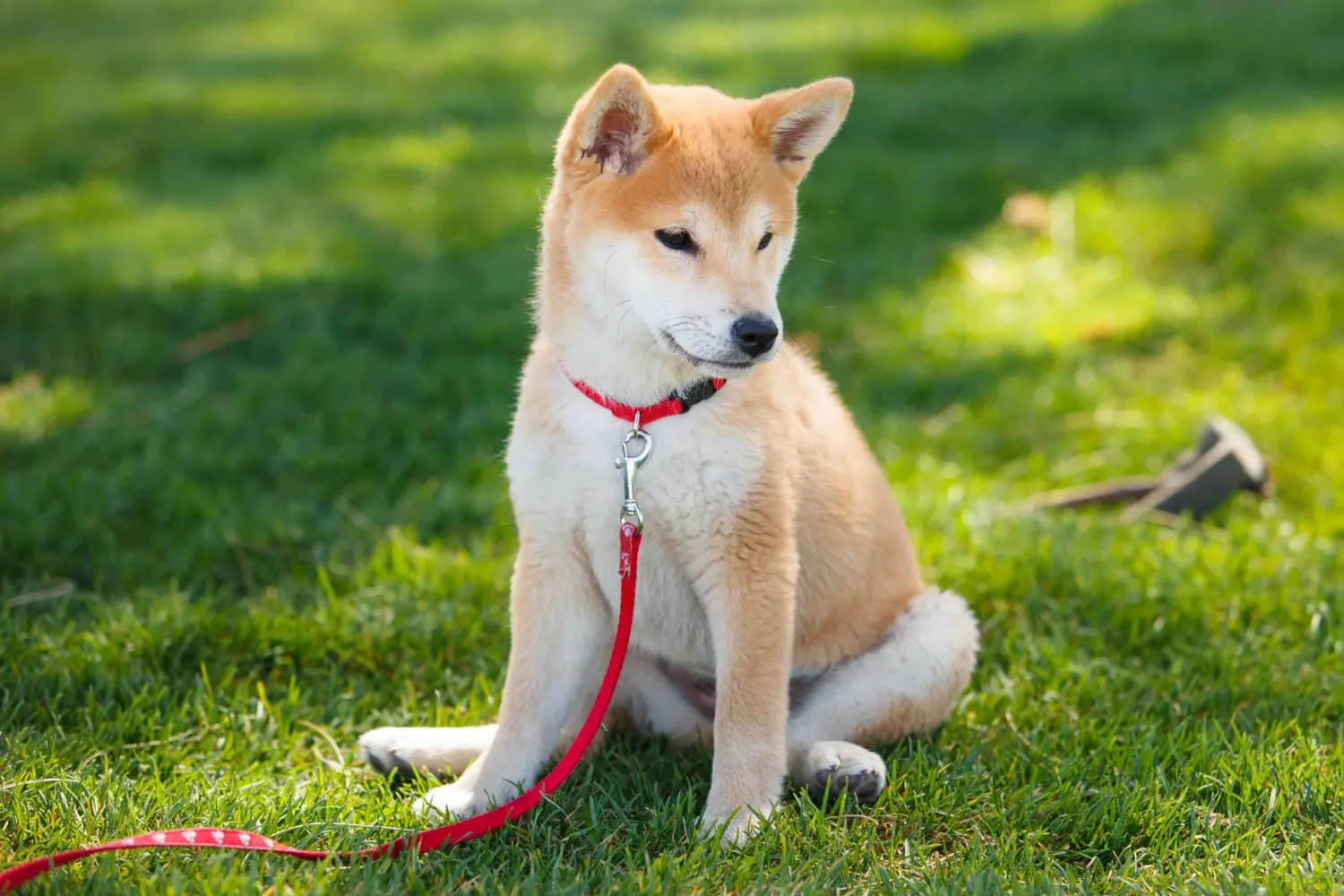 Buying a Shiba puppy means taking responsibility! Buy Shiba puppies.