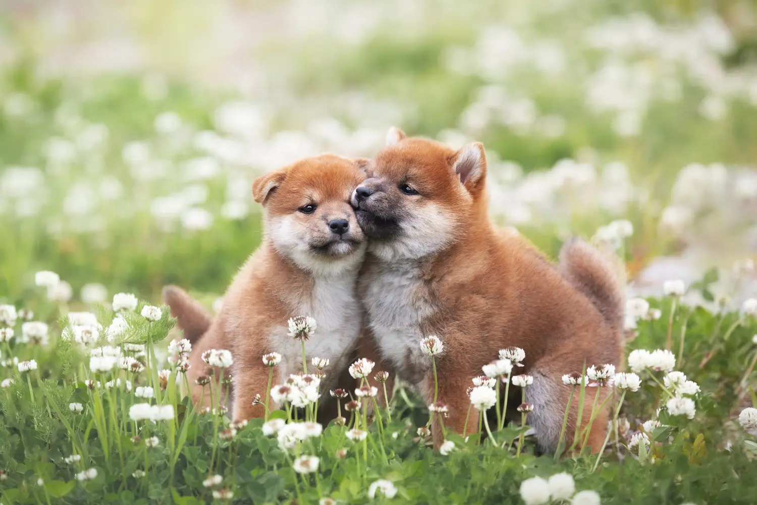 Buying a Shiba puppy means taking responsibility! Buy Shiba puppies.
