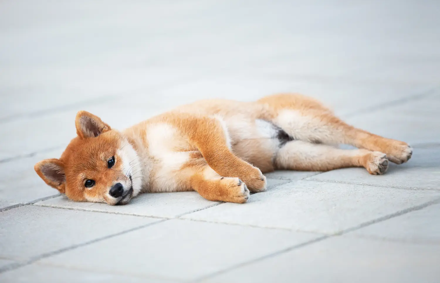 Buying a Shiba puppy means taking responsibility! Buy Shiba puppies.