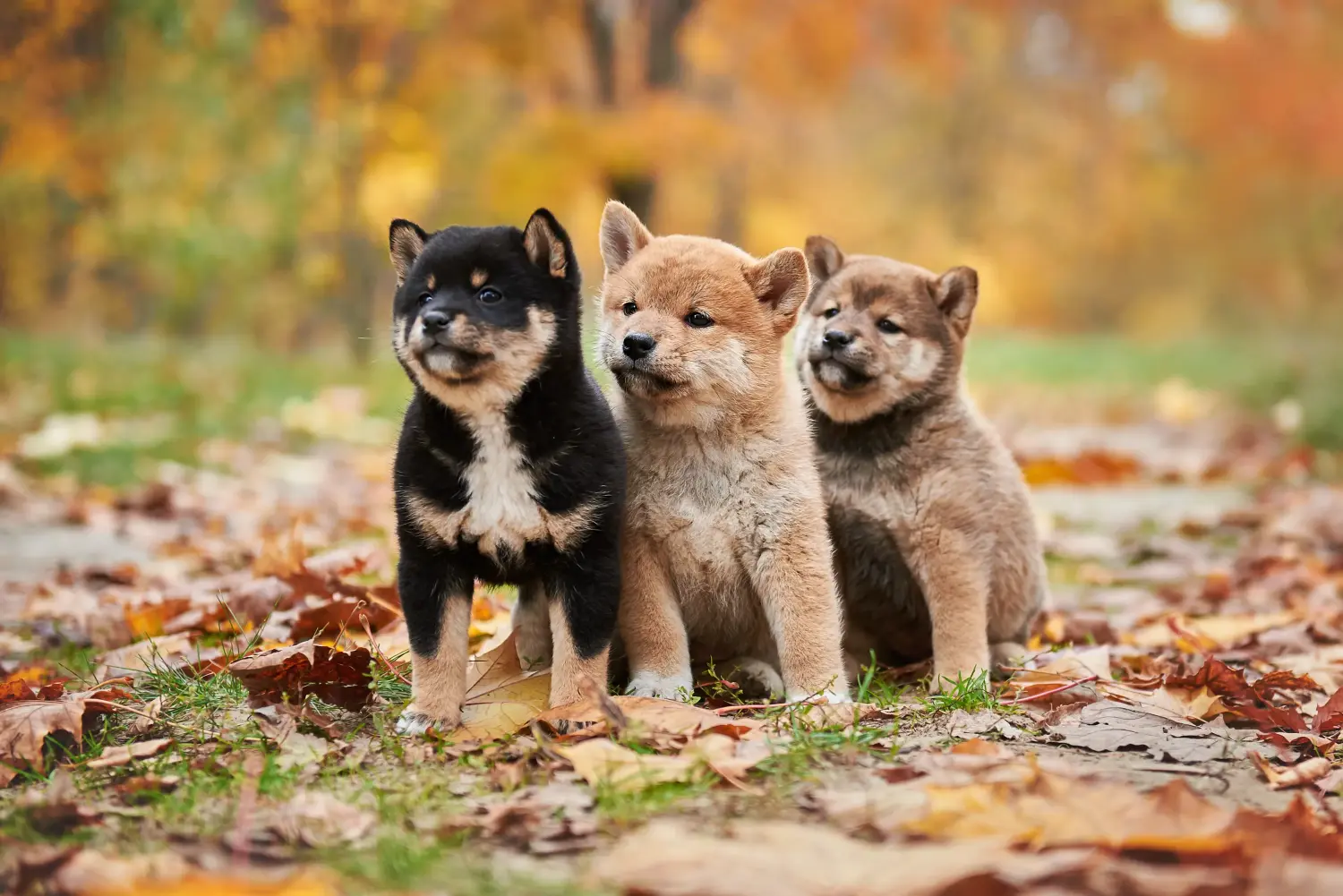 Buying a Shiba puppy means taking responsibility! Buy Shiba puppies.