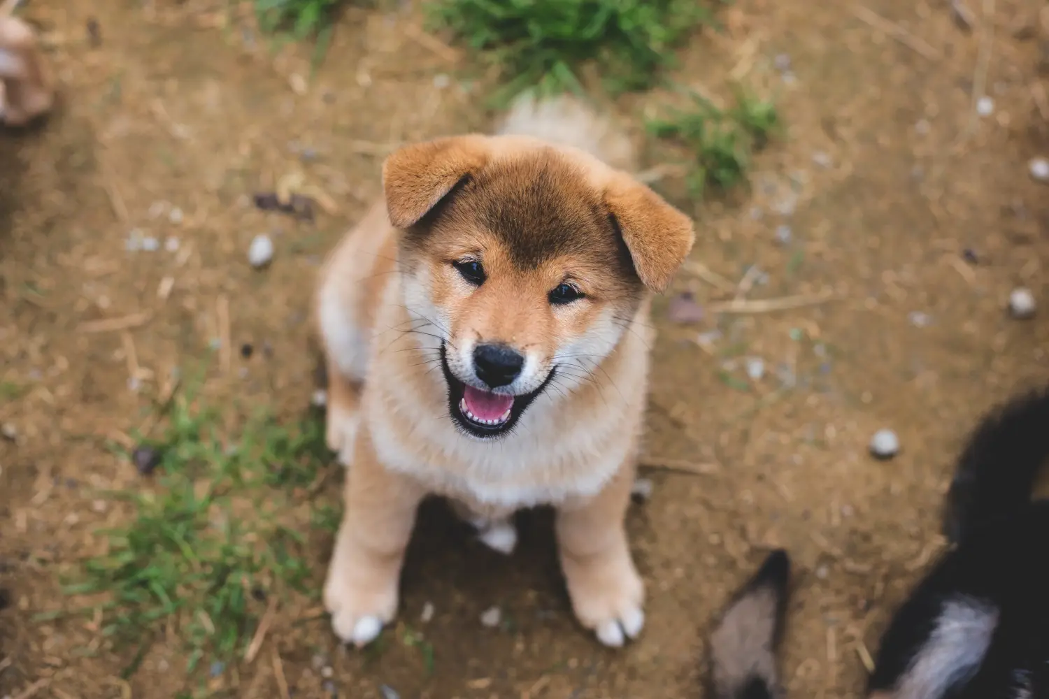 Buying a Shiba puppy means taking responsibility! Buy Shiba puppies.